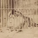 A lion at London Zoo